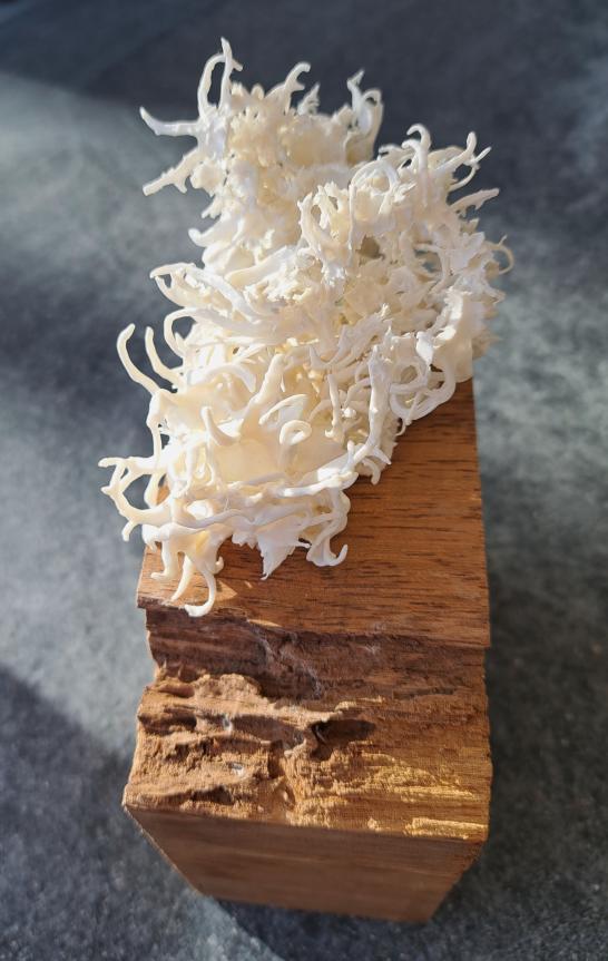 Werk uit het atelier keramiek